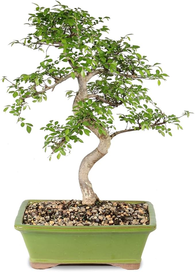 Brussel's Live Chinese Elm Outdoor Bonsai Tree - 15 Years Old; 14" to 18" Tall with Decorative Container
