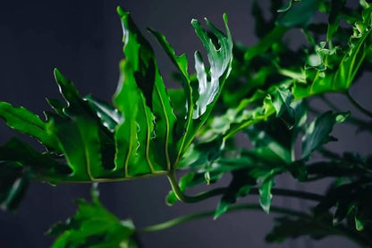 Gardenera Premium Split Leaf Philodendron Potting Mix - Hand-Crafted with Optimal Nutrients for Healthy Growth - 1 Quart