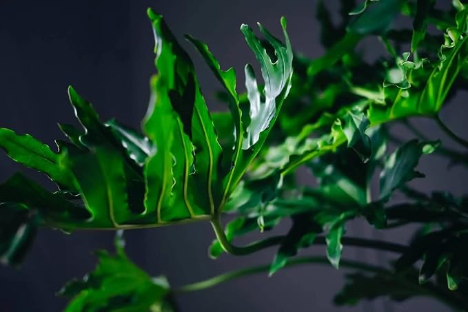 Gardenera Split Leaf Philodendron Planting Mix - Promotes Steady Growth and Vibrant Foliage - 10 Quart (2 Bags of 5 Quart)