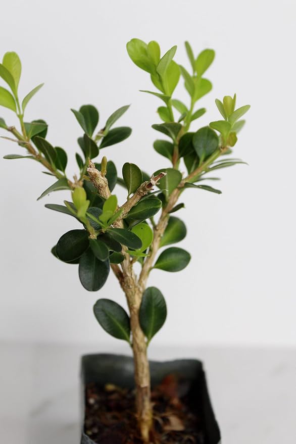 Mini Bonsai Tree Starter Gift, Winter Gem Boxwood Plant, Variegated Leaf Plant, Buxus Microphylla Boxleaf, Japanese Outdoor Garden