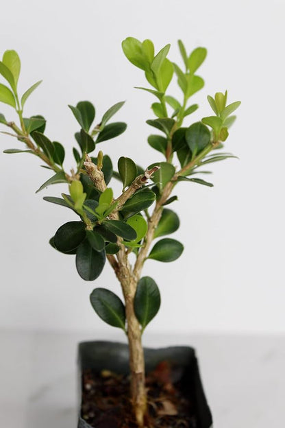 Mini Bonsai Tree Starter Gift, Winter Gem Boxwood Plant, Variegated Leaf Plant, Buxus Microphylla Boxleaf, Japanese Outdoor Garden