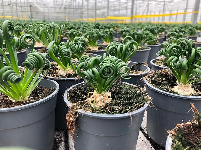Gardenera Premium Albuca Spiralis Potting Soil Mix - Perfect Balance of Nutrients, Drainage, and Aeration for Thriving Blooms - 4 Quart