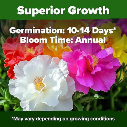 HOME GROWN Moss Rose Seeds 47,000+(Bulk Pack) Annual Flower for Ground Cover - Heirloom Non-GMO Portulaca Seeds for Planting Outdoors - Great for Low-Maintenance Gardens (Portulaca grandiflora)