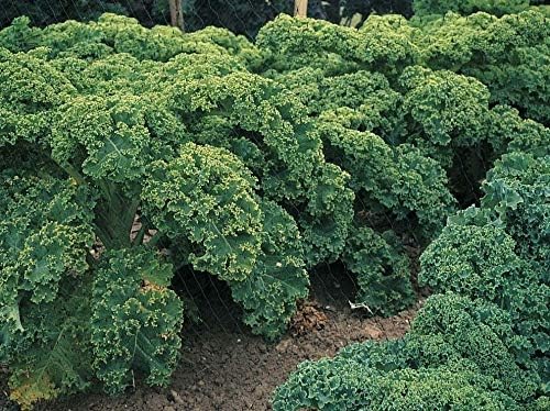 Seeds Vegetable Kale Cabbage Green - 150 Seeds