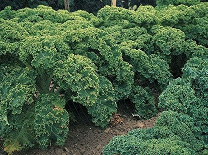 Seeds Vegetable Kale Cabbage Green - 150 Seeds