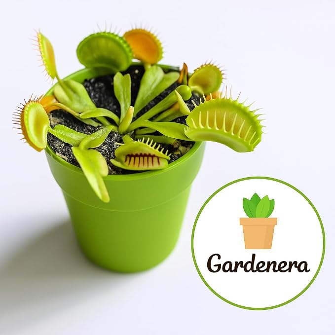 Gardenera Professional Carnivorous Plant Soil - Ready to Use for Venus Flytraps, Sundews, Pitcher Plants, Butterworts | Peat Moss, Coco Coir, Perlite - 20 Quart