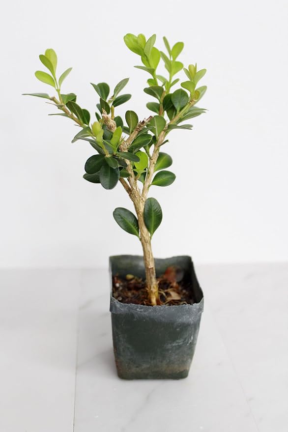 Mini Bonsai Tree Starter Gift, Winter Gem Boxwood Plant, Variegated Leaf Plant, Buxus Microphylla Boxleaf, Japanese Outdoor Garden
