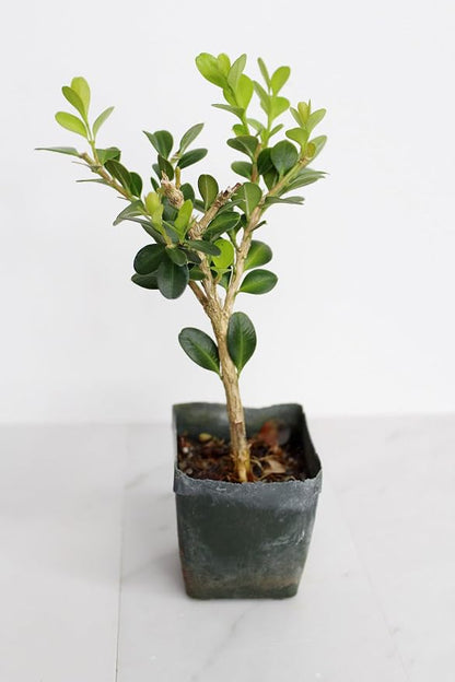 Mini Bonsai Tree Starter Gift, Winter Gem Boxwood Plant, Variegated Leaf Plant, Buxus Microphylla Boxleaf, Japanese Outdoor Garden