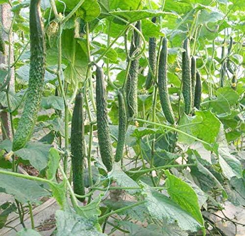 Seeds Cucumber Burpless Chinese Miracle Giant Long Rare Pickling Non GMO Vegetable for Planting