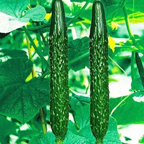 Seeds Cucumber Burpless Chinese Miracle Giant Long Rare Pickling Non GMO Vegetable for Planting