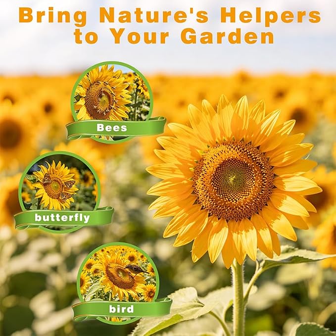 600+ Giant Mammoth Heirloom Sunflower Seeds to Plant, High Germination, Easy to Grow, for Home Garden