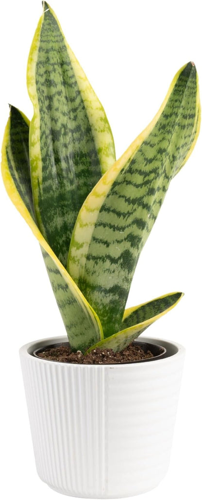 Costa Farms Snake Plant, Live Plant in Decorative Pot, Easy to Maintain, Small Air Purifying Succulent Indoor Houseplant, Assorted Variety, Perfect for Home, Room, or Office Décor, 8-12 Inches Tall