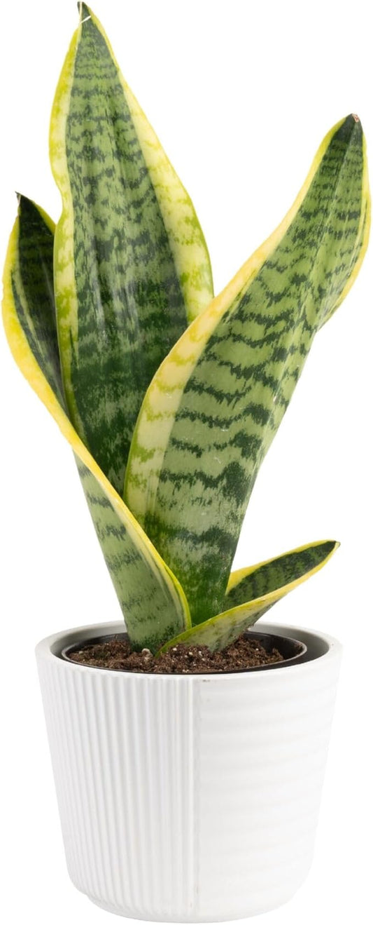 Costa Farms Snake Plant, Live Plant in Decorative Pot, Easy to Maintain, Small Air Purifying Succulent Indoor Houseplant, Assorted Variety, Perfect for Home, Room, or Office Décor, 8-12 Inches Tall