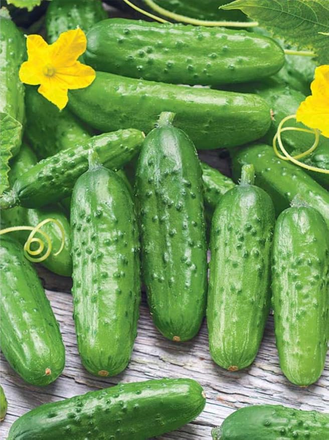 Seeds Cucumber Rodnichok F1 Pickling Heirloom Vegetable Non GMO