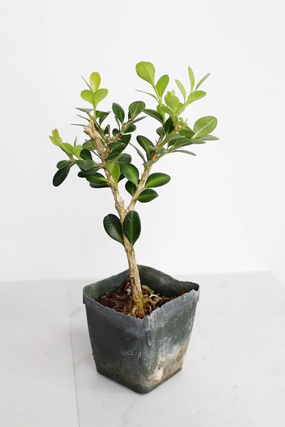 Mini Bonsai Tree Starter Gift, Winter Gem Boxwood Plant, Variegated Leaf Plant, Buxus Microphylla Boxleaf, Japanese Outdoor Garden