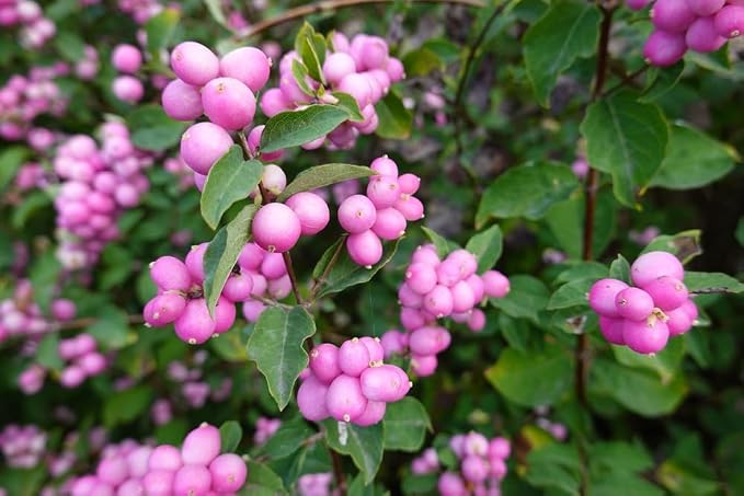 Coralberry Seedlings for Planting - Amazing Color for Viewing and Wildlife - Indian Currant (Symphoricarpos orbiculatus) (2 Seedlings)