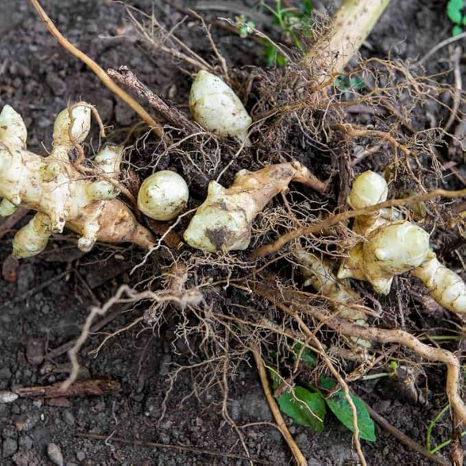 5Pcs Jerualem Artichoke Tubers For Planting, Sunroots Sunchokes Tubers For Planting, Fresh Jerusalem Artichoke Roots Ready To Grow