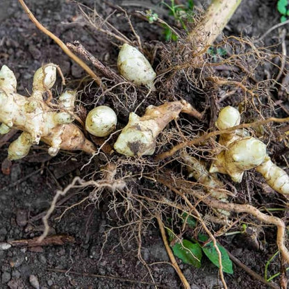 5Pcs Jerualem Artichoke Tubers For Planting, Sunroots Sunchokes Tubers For Planting, Fresh Jerusalem Artichoke Roots Ready To Grow