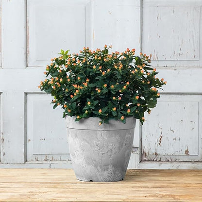 Root & Vessel Dolce Round Planter, Gray, 12"