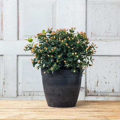 Root & Vessel Dolce Round Planter, Black, 12"