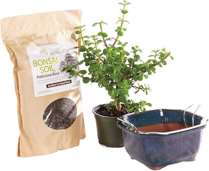 Brussel's Bonsai - Live Dwarf Jade Bonsai Tree Kit with Ceramic Bonsai Pot & Bonsai Soil, Indoor Bonsai Plant Starter Kit, Easy Care Houseplant for Home or Office (Small)