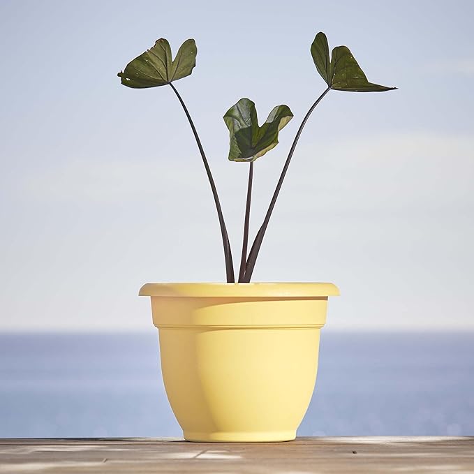 Bloem Ariana 12" Daffodil Round Self-Watering Resin Planter Pot - Rolled Rim Indoor and Outdoor Gardening Planter