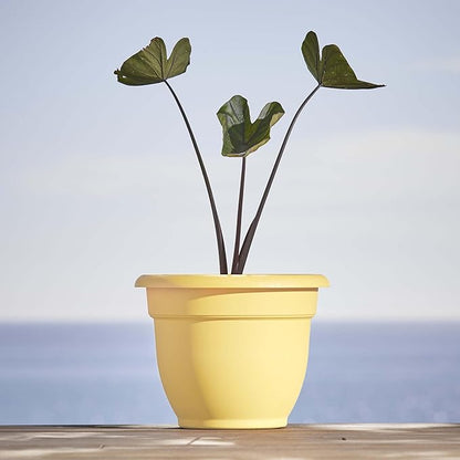 Bloem Ariana 12" Daffodil Round Self-Watering Resin Planter Pot - Rolled Rim Indoor and Outdoor Gardening Planter