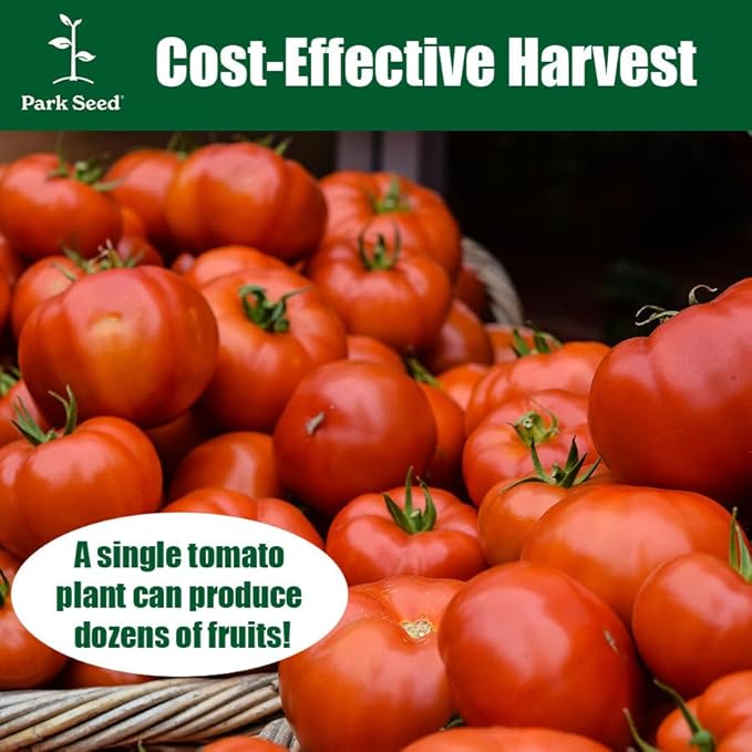 Park Seed Variety of Tomato Seeds, Planting Vegetables, Easy to Grow, Non-GMO, Perfect for Harvesting, Hybrid Purple Boy, Pack of 10