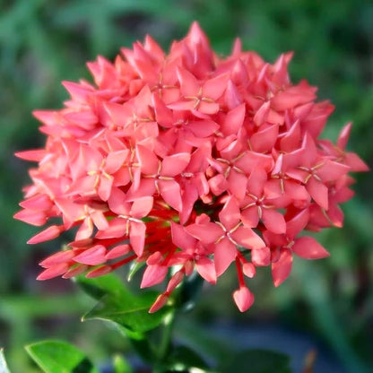 Gardenera Ixora Plant Potting Soil - All-Natural Blend for Thriving Ixora Plants - Boosts Root Health and Vibrant Blossoms - 10 Quart