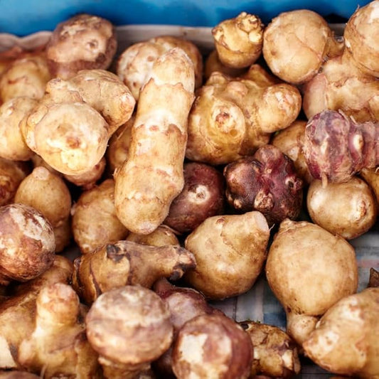 10Pcs Jerualem Artichoke Tubers for Planting Vegetable Garden, Sunroots Sunchokes Tubers for Planting, Fresh Jerusalem Artichoke Roots