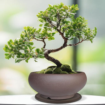 MUZHI 5.3” Round Ceramic Bonsai Starter Pots with Trays Set of 2 Brown and Red, Small Vintage Unglazed Succulent Pots with Saucers Minimalist Classic Mame Bonsai Planter with Drainage