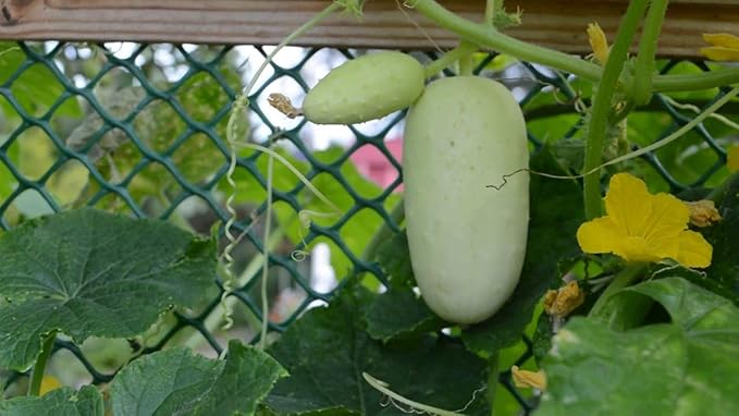 Seeds White Angel Cucumber Open-Pollinated Pickling Non GMO Vegetable for Planting