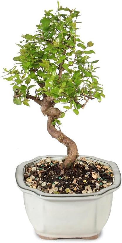 Brussel's Bonsai Live Chinese Sweet Plum Bonsai Tree - 5 Years, 6 to 10 in - Indoor Bonsai in Ceramic Bonsai Pot