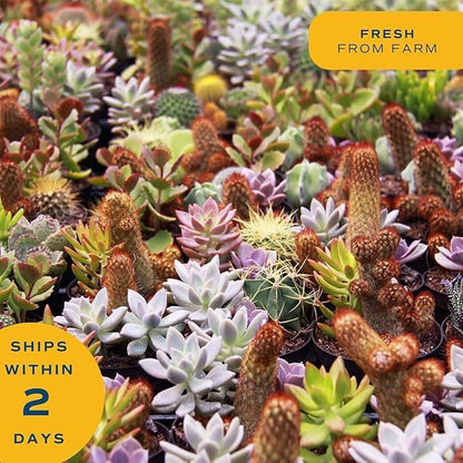 Costa Farms Mini Succulent Live Plants in Decorative Garden Pot, Easy to Maintain Small Indoor Houseplant, Home, Room, or Office Decor, Great House Warming or Birthday Gift, 6 Inches Tall