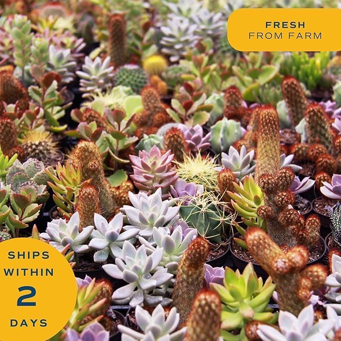 Costa Farms Echeveria, Succulent Live Plant in Decorative Pot, Succulent Indoor Houseplant, Perfect for Home, Room, or Office Decor, Great House Warming or Birthday Gift, 4-6 Inches Tall