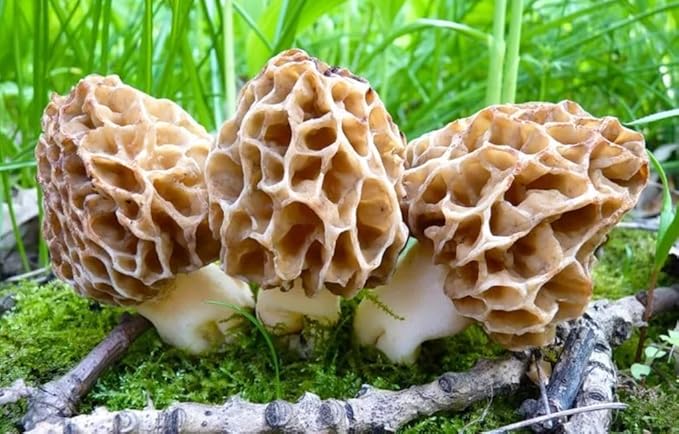 Morel Mushrooms Spores Mycelium Non GMO Spawn for Planting