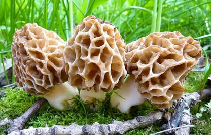 Morel Mushrooms Spores Mycelium Non GMO Spawn for Planting