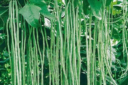 Bean Seeds for Planting Vegetables and Fruits.Pole Beans,Bush Beans,Romano Beans.Non GMO Garden Seeds for Home Vegetable Garden(6g,30+) Yardlong Pole Bean Seeds for Planting,Yard Long Asparagus Bean豇豆