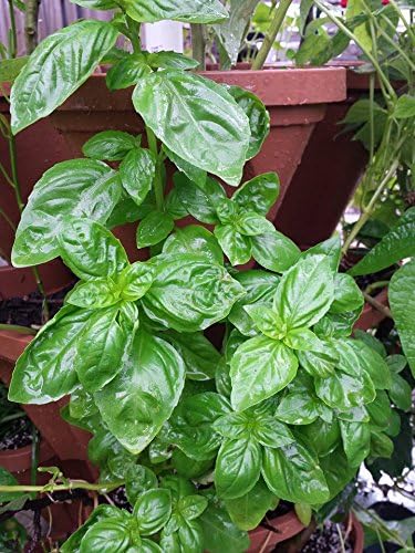 LARGE Vertical Gardening Stackable Planters by Mr. Stacky - Grow More Using Limited Space And Minimum Effort - Plant. Stack. Enjoy. - Build Your Own Backyard Vertical Garden - DIY Stacking Container System - For Growing Strawberry, Tomato, Pepper, Cucu...