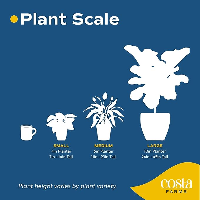 Costa Farms Little Fiddle Leaf Fig, Live Indoor Ficus Lyrata Plant in Nursery Plant Pot, Houseplant in Potting Soil, Housewarming, Birthday Gift, Office, Home, and Room Decor, 1 Foot Tall