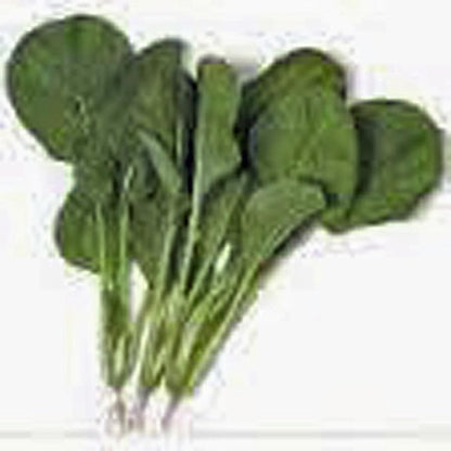 Mustard Greens Seed, Tendergreen, Heirloom, Non GMO, 100 Seeds, Green