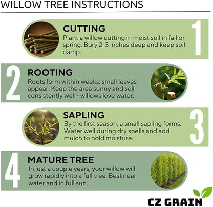 Blackskin Willow Bonsai Tree Cutting to Grow - Rare Dark Branches, Easy-to-Grow Bonsai for Indoor & Outdoor Decor, Beginner-Friendly, Unique Miniature Tree Gift, Fast Growing
