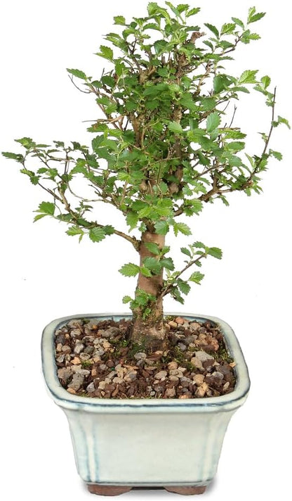 Brussel's Bonsai Live Chinese Elm Bonsai Tree, Outdoor - Small, 5 Years Old, 6 to 8 inches Tall - Includes Decorative Ceramic Bonsai Pot