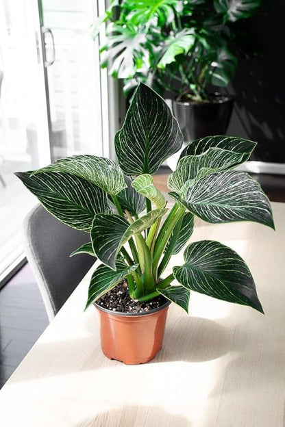 Gardenera Premium Philodendron Soil - Perfect Blend for Thriving Philodendron Plants - 1 Quart