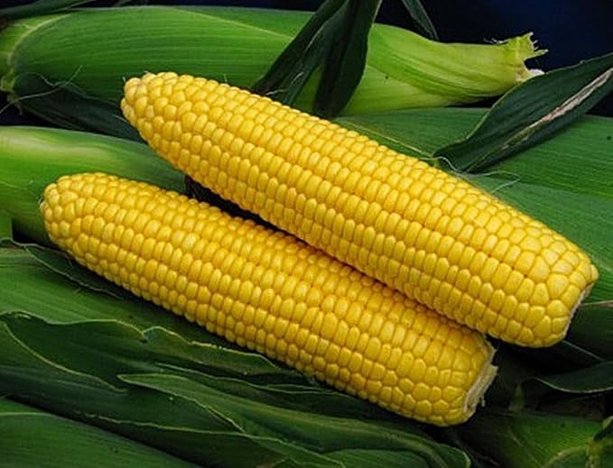 Seeds Sugar Corn Sweet Giant Heirloom Vegetable Non GMO for Planting
