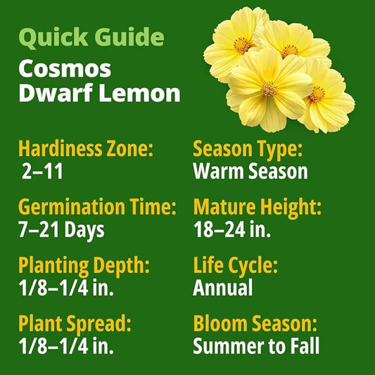 HOME GROWN Dwarf Lemon Cosmos Seeds | 600 Non-GMO Open-Pollinated Seeds (2 Packs, 300 Each) | Compact Yellow Annual Flower Seeds, Blooms in 50–60 Days, USDA Zones 2–11