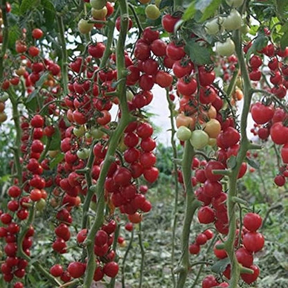 Seeds Vine Red Tomato Indeterminate Non GMO Vegetable for Planting
