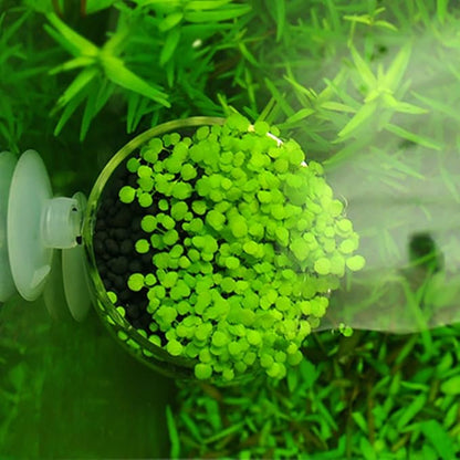 capetsma 2X Crystal Glass Aquatic Plant Pot, Planter, Red Shrimp Live Plants Fish Tank Holder with 4X Suction Cups for Aquarium Aquascape Decoration…