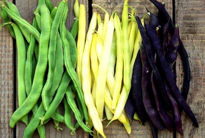 Seeds Beans Giant Bush Cluster Mix 40 Days Non GMO Vegetable for Planting