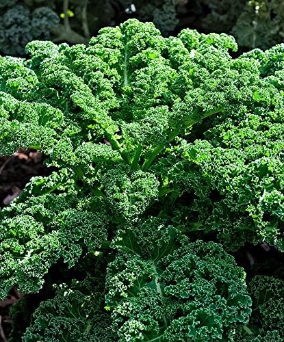 Seeds Vegetable Kale Cabbage Green - 150 Seeds